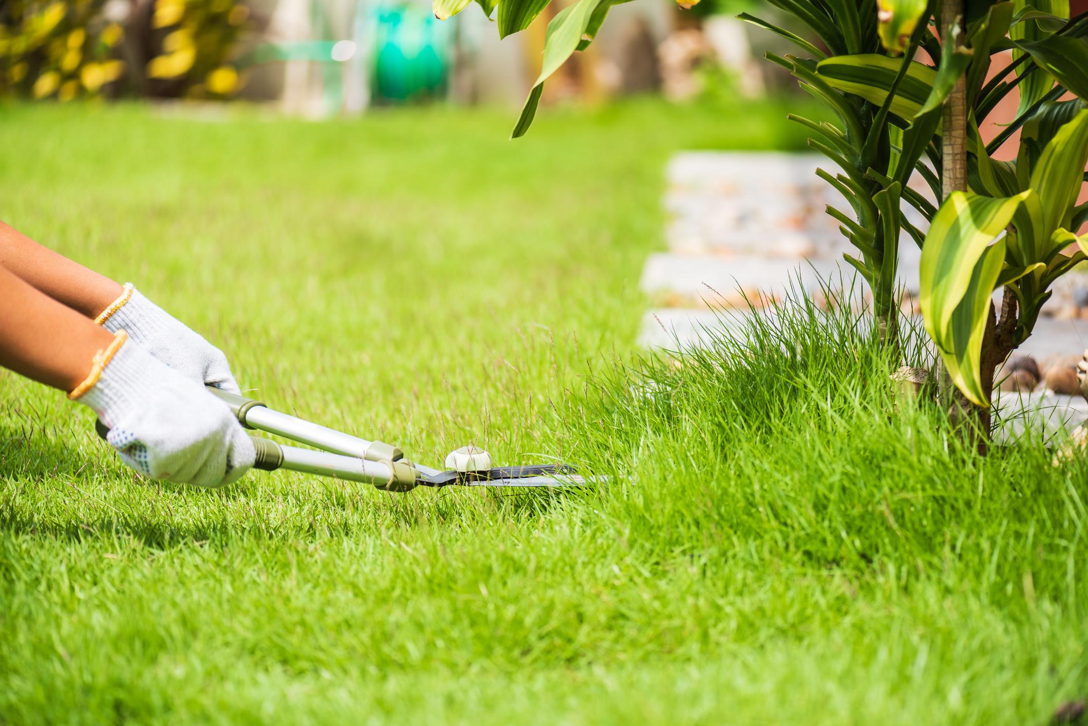 Servicio de jardinería ligera